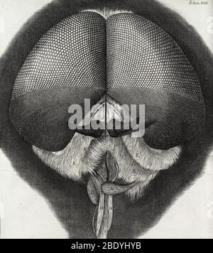 Of the Eyes and Head of a Grey drone-Fly'. Engraving from 'Micrographia ...
