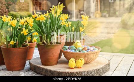 Daffodils in flower pots, chocolate Easter eggs in basket and cute yellow decoration spring chickens on a wooden garden table on a sunny day. Stock Photo