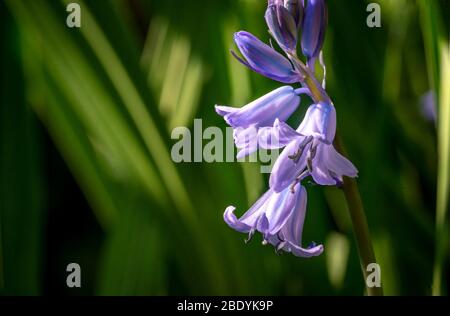 Brighton, UK, 10th April 2020, flowers blooming in the spring sunshine Stock Photo