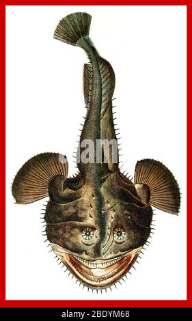 Sea Devil, Deep-Sea Anglerfish Stock Photo