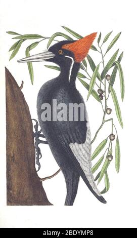 Ivory-billed Woodpecker Stock Photo