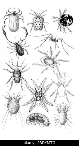 Mites and Ticks Stock Photo