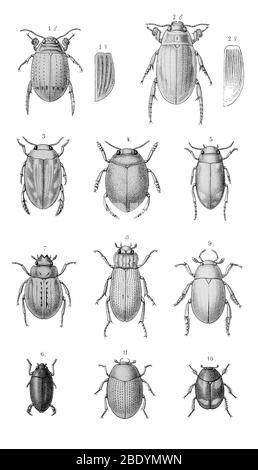 Water Beetles Stock Photo