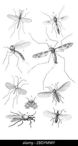Dipteran Flies Stock Photo