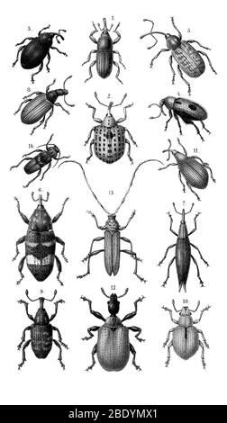 Beetles and Weevils Stock Photo