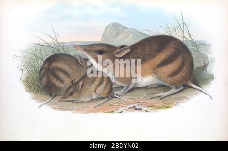 Eastern Barred Bandicoots Stock Photo