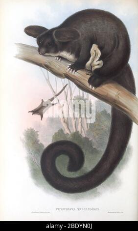 Greater Glider Stock Photo