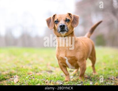 A cute red Dachshund mixed breed dog standing outdoors Stock Photo
