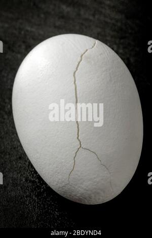 A broken white egg on black background. Stock Photo