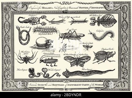 Diverse Insects and Reptiles, Illustration Stock Photo