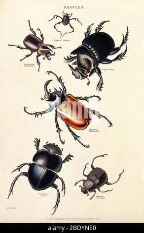 Six Beetles, Historical Illustration Stock Photo