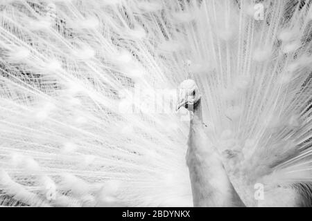 Frame filling image of a white Peafowl with its wings out seen in the spring time of 2019 in Norfolk, England. Stock Photo