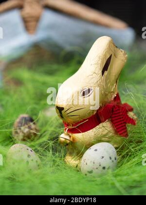 Easter chocolate rabbit hunts happy eggs. Gold bunny. Beautiful theme  Stock Photo