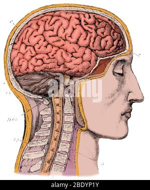 Brain From Right Side, 1883 Stock Photo