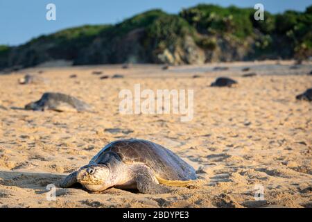 Olive Ridley sea turtle digs a hole to lay eggs in, Ixtapilla, Michoacan, Mexico. Stock Photo