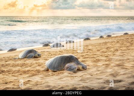 Olive Ridley sea turtles arrive to lay eggs on the Ixtapilla Beach in Michoacan, Mexico. Stock Photo