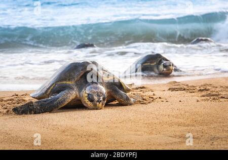 Olive Ridley sea turtles arrive to their nesting ground on the Ixtapilla Beach in Michoacan, Mexico. Stock Photo