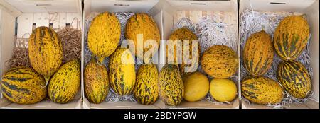 Melons in four wooden boxes - panorama from above Stock Photo