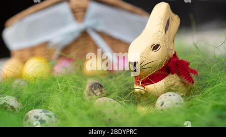 Sweet Easter bunny looking for eggs on green grass. Easter background. Stock Photo