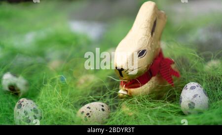 Chocolate Easter bunny in golden wrap hunts eggs. Bright background. Stock Photo