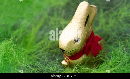Chocolate rabbit in golden wrap on green background. Stock Photo