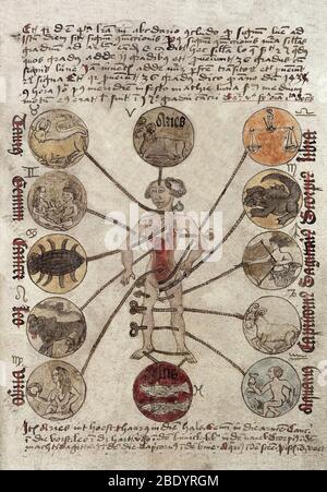 Zodiac Man, Medical Astrology, 1488 Stock Photo