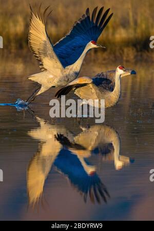 Two sandhill cranes (Antigone canadensis) reflecting in water, Soccoro, New Mexico, USA Stock Photo