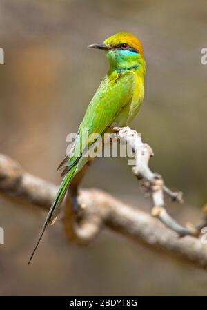 Green bee-eater (Merops orientalis) perching on branch, India Stock Photo