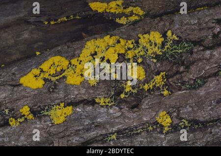 Plasmodium of Fuligo septica slime mold (common names include Dog Vomit Slime Mold and Scrambled Egg Slime)  growing on a rotting log. Stock Photo