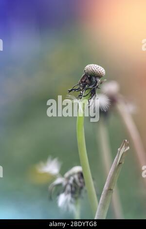 seedless dandelion stem on blurred background in pastel colors Stock Photo