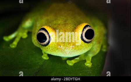 Green bright-eyed frog (Boophis viridis) extreme close up, Madagascar Stock Photo