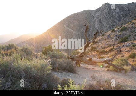 the sun pops behind the crest of a mountain creating a sunburst over a dead tree in the desert Stock Photo
