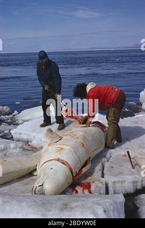 Butchering Beluga Stock Photo