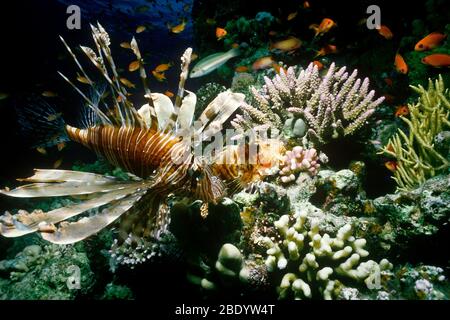 Lionfish in the Red Sea Stock Photo