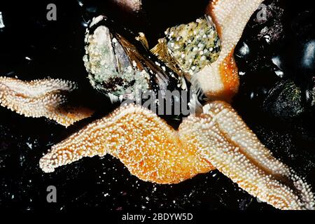 Seastar Opening Mussel Stock Photo