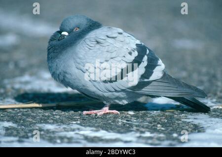 Pigeon in Winter Stock Photo