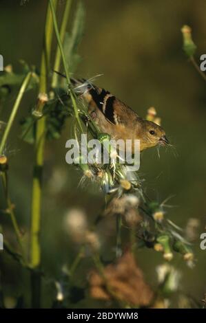 Male Goldfinch in Fall Stock Photo