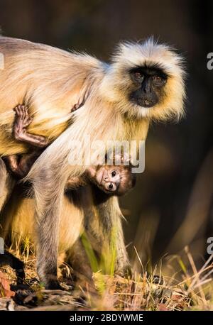 Langur monkey (Semnopithecus) with baby, India Stock Photo