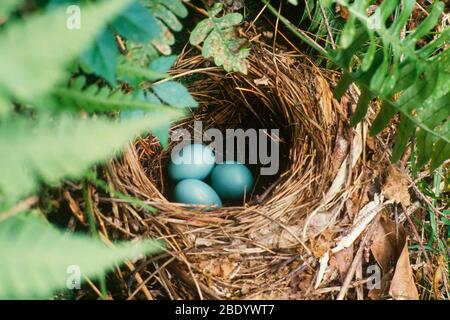Robin Nest Stock Photo