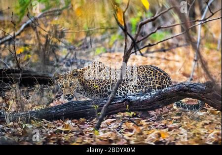 Indian leopard (Panthera pardus fusca), India Stock Photo
