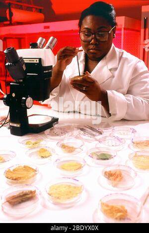 Whitefly Research Stock Photo