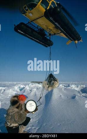 Polar Bear Research Stock Photo