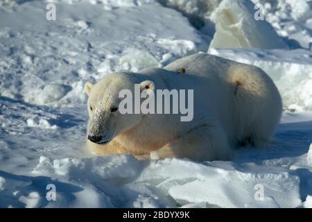 Polar Bear Research Stock Photo