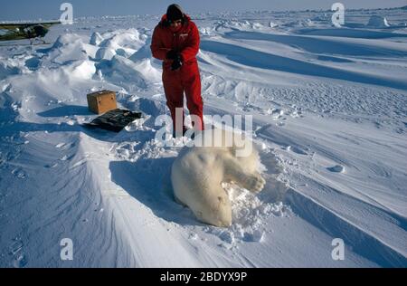 Polar Bear Research Stock Photo