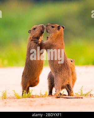 ProChessLeague on X: The Brazil Capybaras lead by a point after the first  round. #ProChess  / X