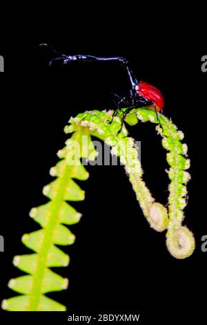 Close up of giraffe weevil (Trachelophorus giraffa) standing on leaf, Madagascar Stock Photo