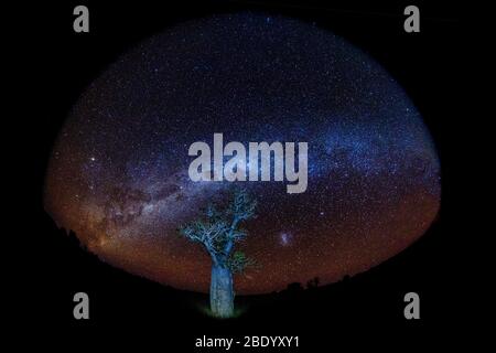 Illuminated tree at night under a starry sky, milky way, Pohutukawa ...