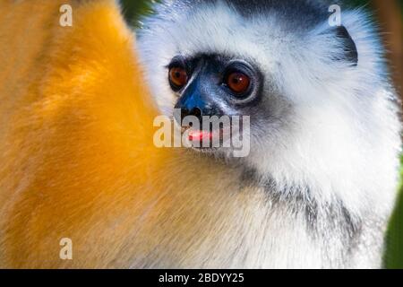 Close up of golden diademed sifaka (Propithecus diadema), Madagascar Stock Photo