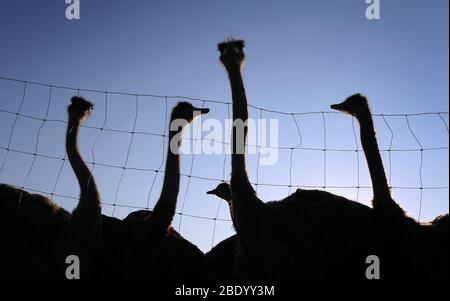 Rammingen, Germany. 10th Apr, 2020. Ostriches stand on the pasture of an ostrich farm in the evening sun behind a fence. Credit: Karl-Josef Hildenbrand/dpa/Alamy Live News Stock Photo