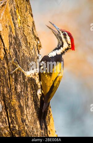 Black-rumped flameback woodpecker on tree trunk, India Stock Photo